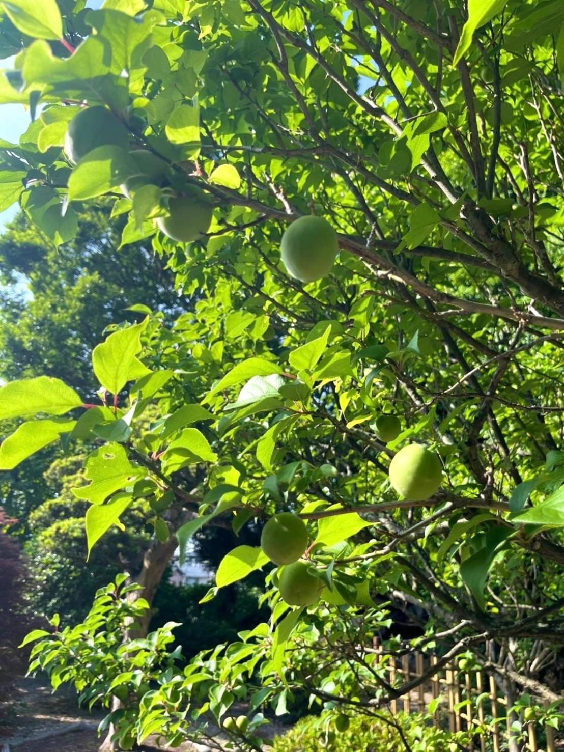 甘糟屋敷 Amakasu Yashiki Kamakura Villa Ngoại thất bức ảnh